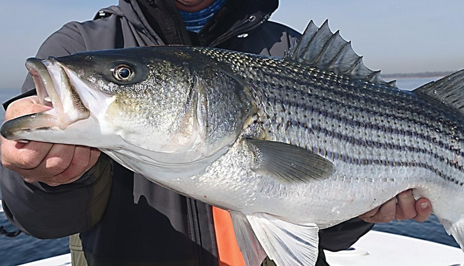 STRIPED BASS: Anglers are urged to attend public hearings on Amendment 7. Input will shape how striped bass are managed moving forward. 